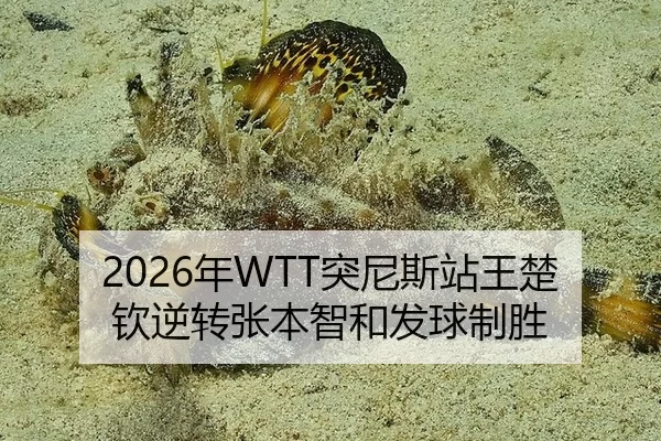 2026年WTT突尼斯站王楚钦逆转张本智和发球制胜